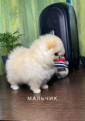 Шпицы с документами РКФ в Ростове-на-Дону фото 9