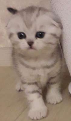 Шотландские котята фото 8