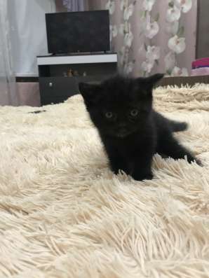Шотландские котята в Воронеже фото 3