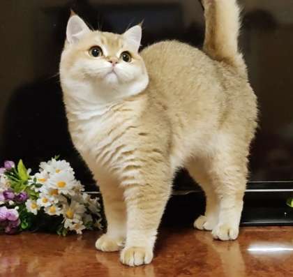 British Shorthair male ny11