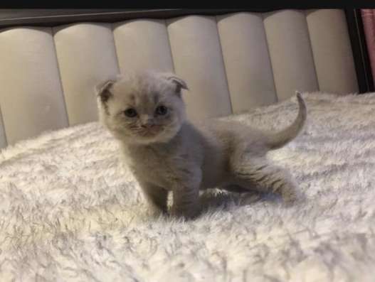 Шотладский вислоухий котёнок в Белгороде