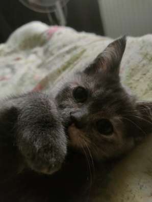 Котята шотландские в Краснодаре фото 4