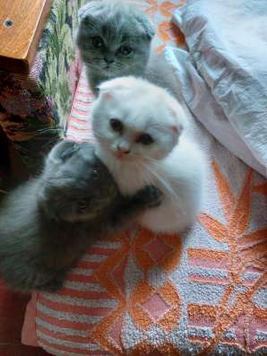 Продам шотландских котят