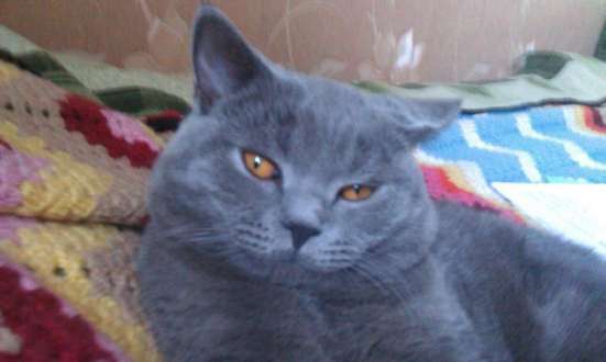 Шотландские котята в Воронеже