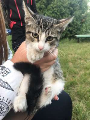 Маленький котенок