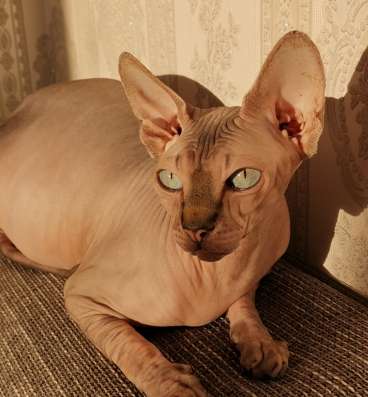 Котята Канадского Сфинкса фото 12