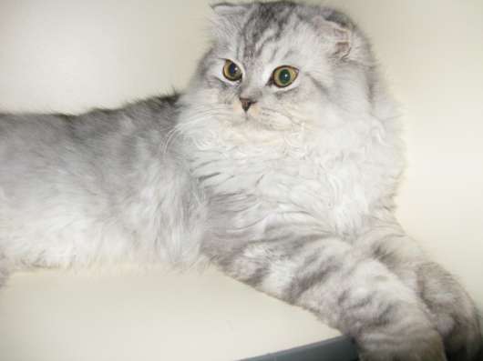 Кот Вязка