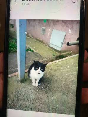 Кошка в Нижнем Новгороде