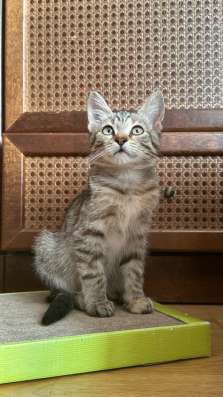 Котенок девочка 4 месяца