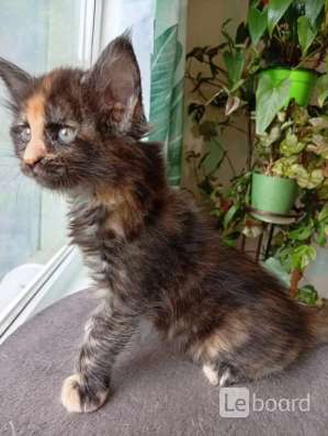 Котята мейн-кун в Малоярославце