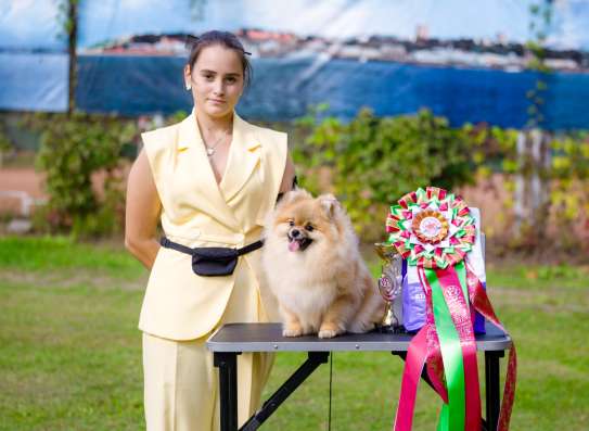 Pomeranian puppy фото 3