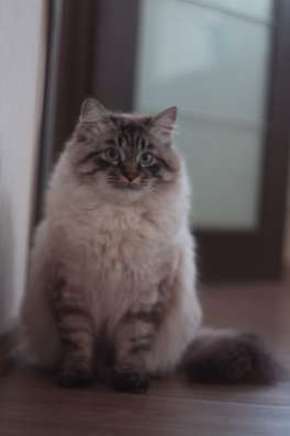 Кот Невско Маскарадный