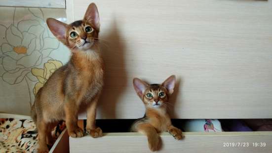 Абиссинские котята