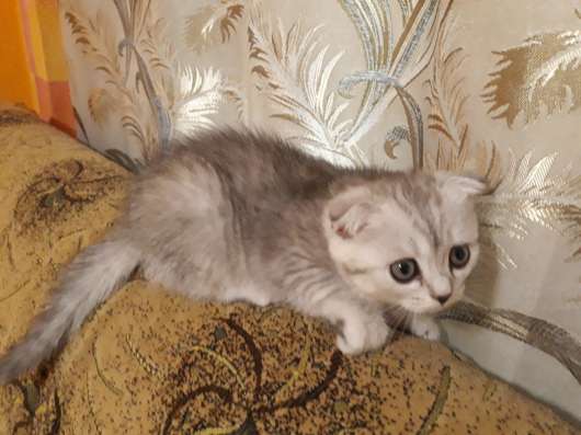 Продаю шотландских котят в Судаке фото 3