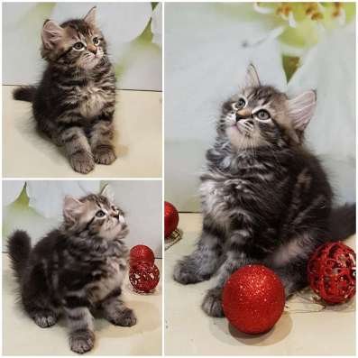 СИБИРСКИЕ КОТЯТА ИЗ ПИТОМНИКА