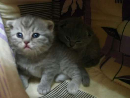 Шотландские котята