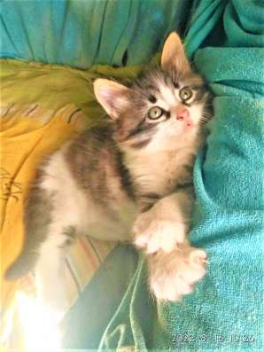 Сибирские котята