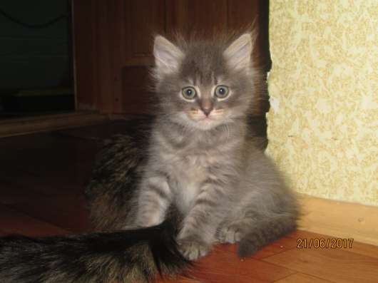 Отдам котят в хорошие руки