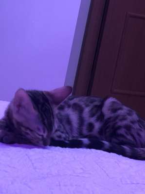 Продаю бенгальского котёнка ♥️