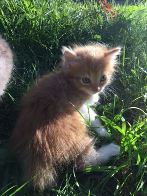 Котята сибирские в Владимире