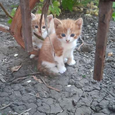 Отдам котёнка бесплатно фото 3