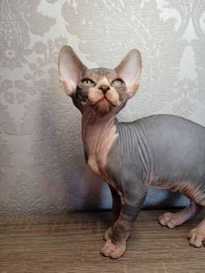 Котята Канадский сфинкс фото 7
