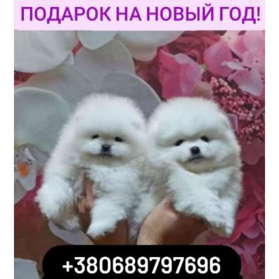 Белое счастье! Продам померанских шпицов! фото 3