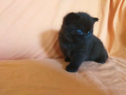 Шотландские котята фото 5