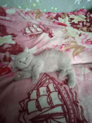 Шотландские котята фото 11
