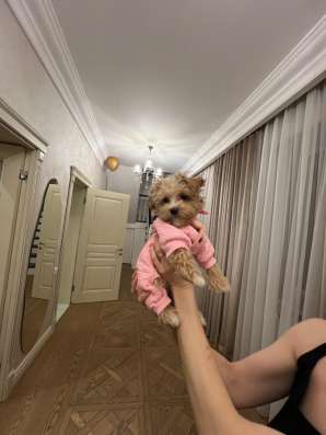 Передержка животных в Реутове