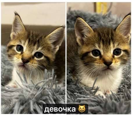 продажа котят!? в Улан-Удэ фото 5