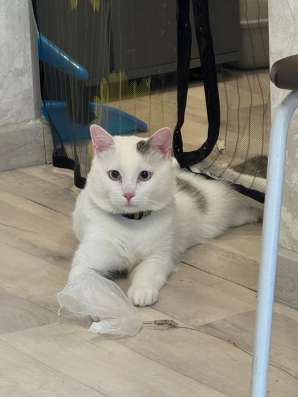 Котик в добрые руки в Междуреченске