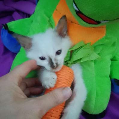 Котенок Сиам в Волгодонске