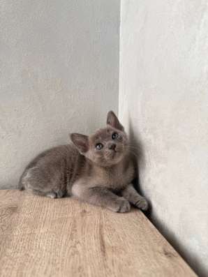 Бурманские котята в Краснодаре фото 4