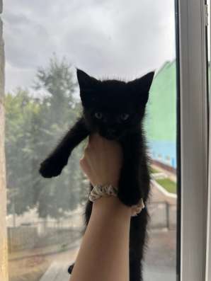 Котенок в добрые руки в Калуге