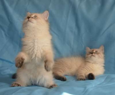 Котята Сибирские голубоглазые