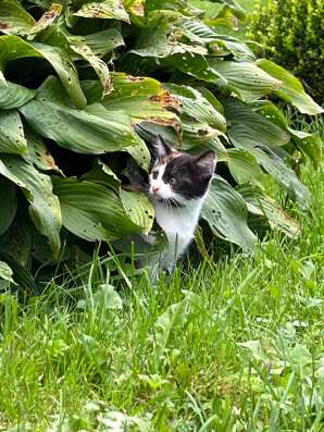 Котята ищут новый дом! в Калининграде фото 3