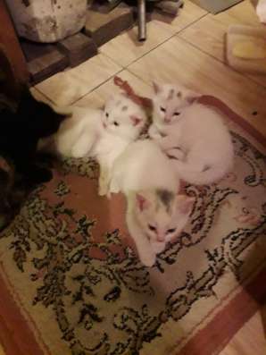 Отдам котят в добрые руки в Темрюке фото 5