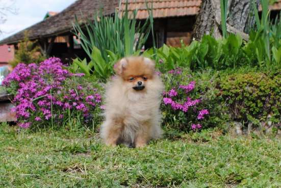 Pomeranian Spitz girl