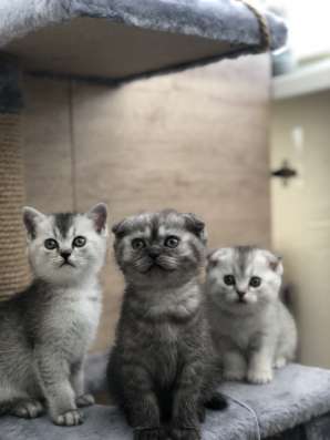 Котята шотландцы в Краснодаре