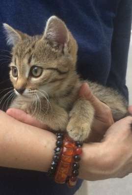 Котенок ищет дом