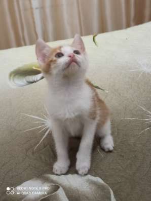 Котята в хорошие руки фото 3