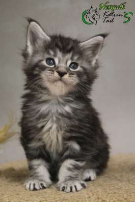 Maine Coon Male Nesquik