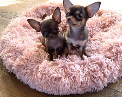 Chihuahua puppy’s