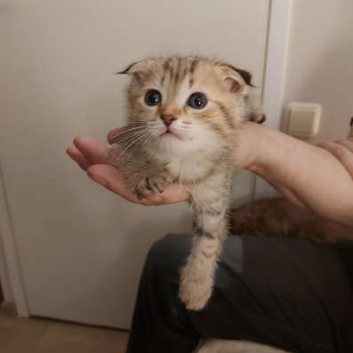 Шотландские вислоухие котята фото 12