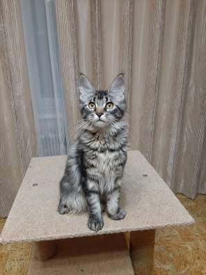 Котята Мейн-кун мальчики и девочки фото 5