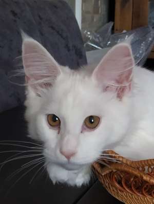 Кошка мей кун