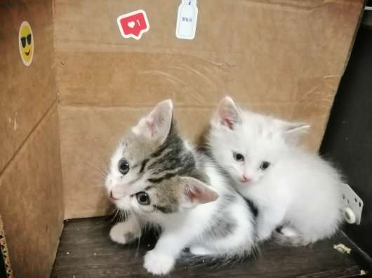 Кошечка с пятнышками в Прокопьевске