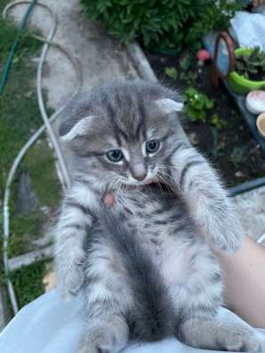 Котята 3 штуки, вислоухие в Казани фото 4