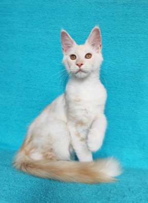 Котики мей-кун из питомника в Владимире фото 4